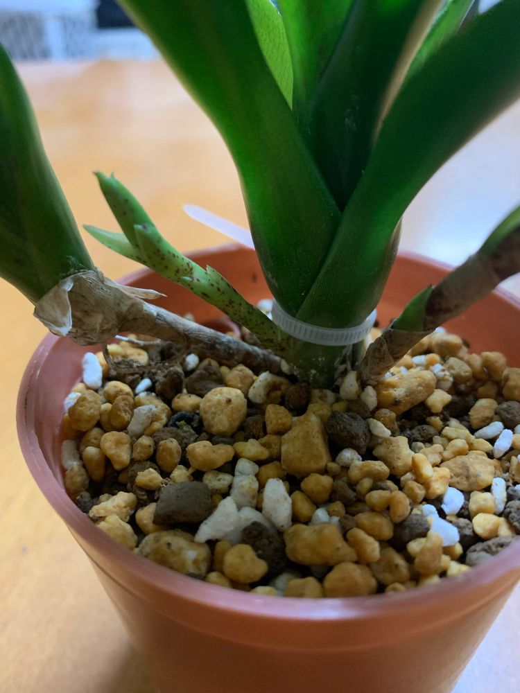 同じ株の株元。
陽に当たる場所に移動したらメキメキと成長を始めてくれてます！
色も良い感じに濃い赤色が着いてきてる♪