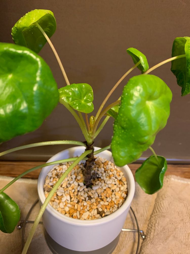 ピレア・ペペロミオイデス
室内南側、午後から直射日光が当たる窓際
鉢は4号陶器鉢
用土は無機混合

陽が強すぎる？
肥料が足りない？
風は良いと思うの。
水やりも、良いと思うの。
難しい…