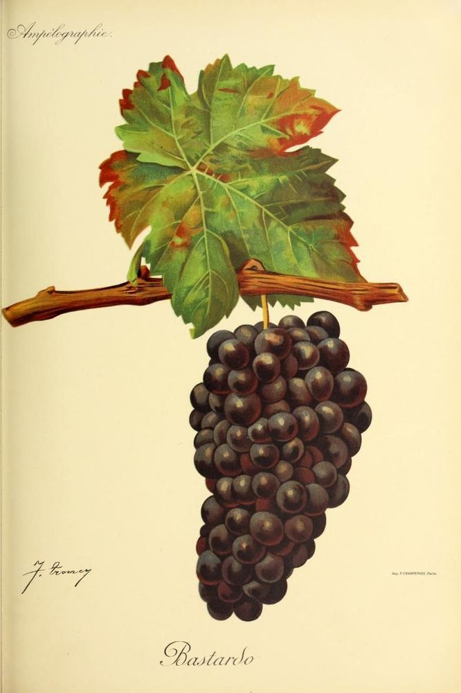 Illustration du cépage Trousseau (ici nommé Bastardo comme au Portugal) par Jules Troncy dans l'ouvrage "Ampélographie : traité général de viticulture"