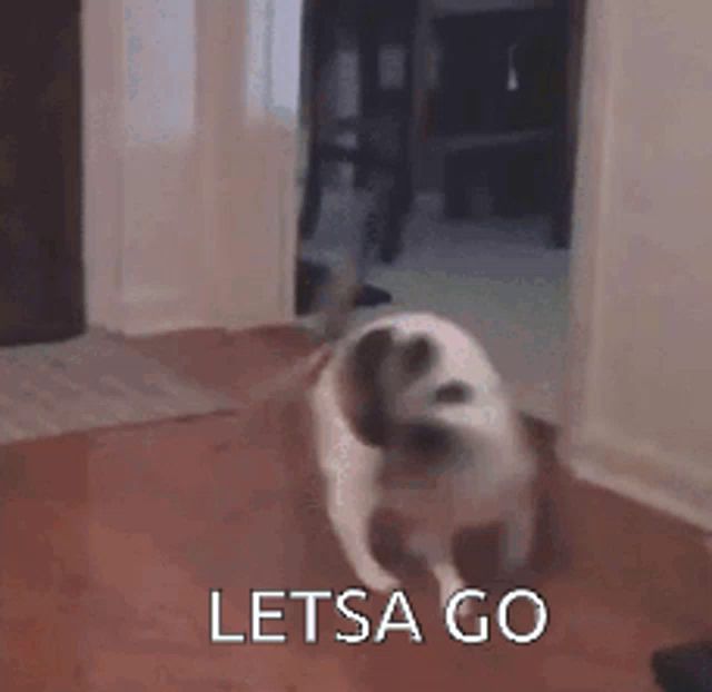 a dog is running through a doorway with the words `` let 's go '' written on the floor .