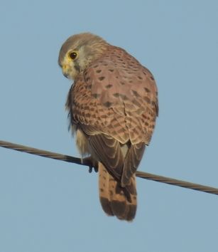 전선에 앉은 황조롱이의 사진. 카메라를 등지고 앉아서 어깨 너머로 카메라를 보고 있다.
