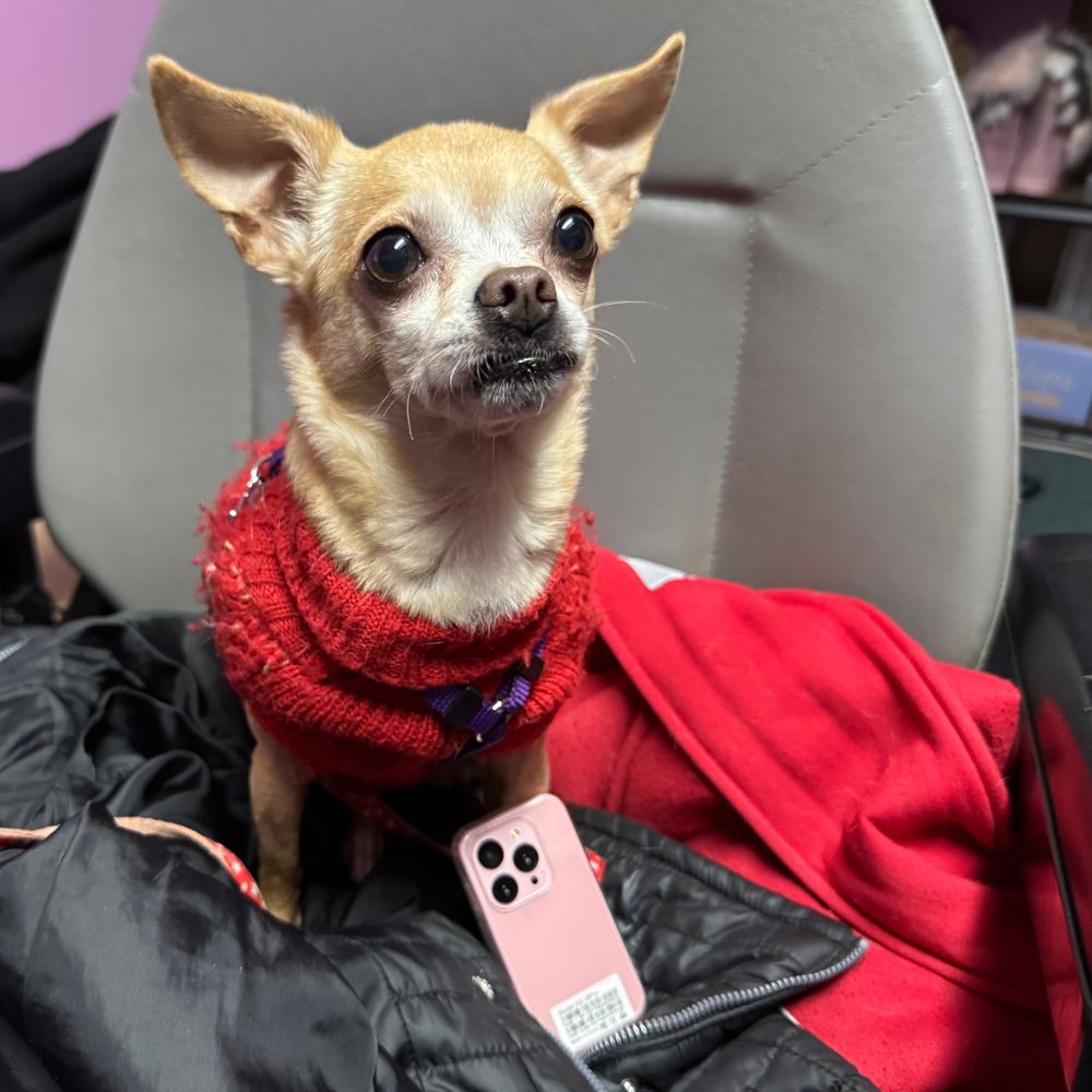 赤いセーターを着たチワワのキティちゃんと、キティちゃんサイズの小さいiPhone似のスマホ