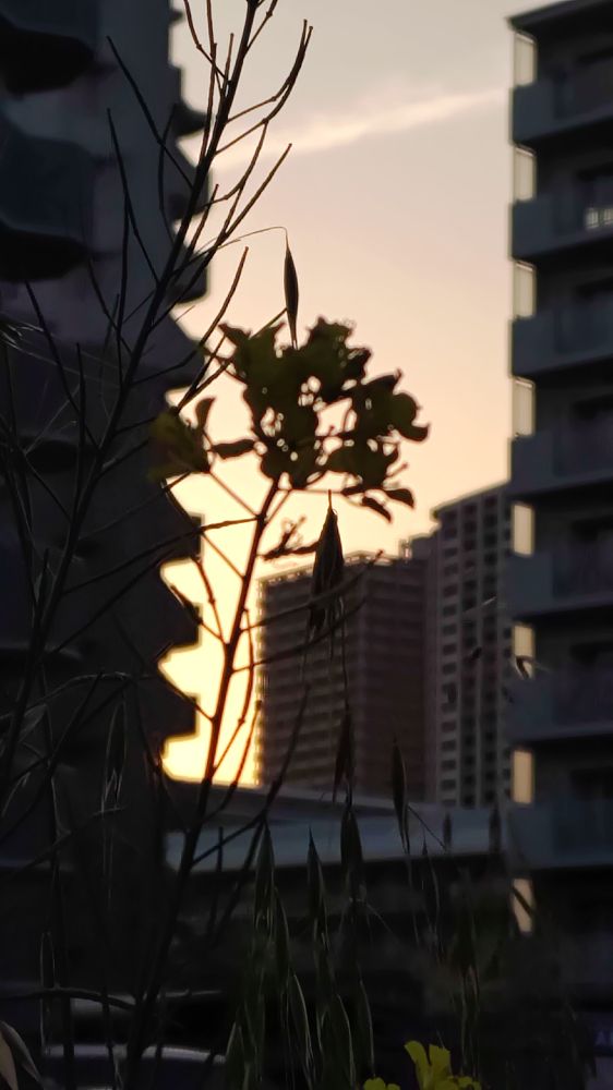 夕日に寄るコントラスト。影もまたよし