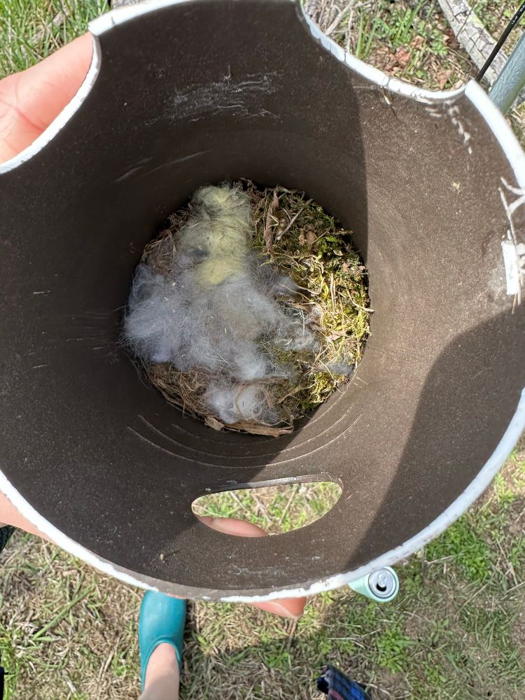 The beginnings of a nest with soft moss and some plant fluff. This is a black capped chickadee nest!