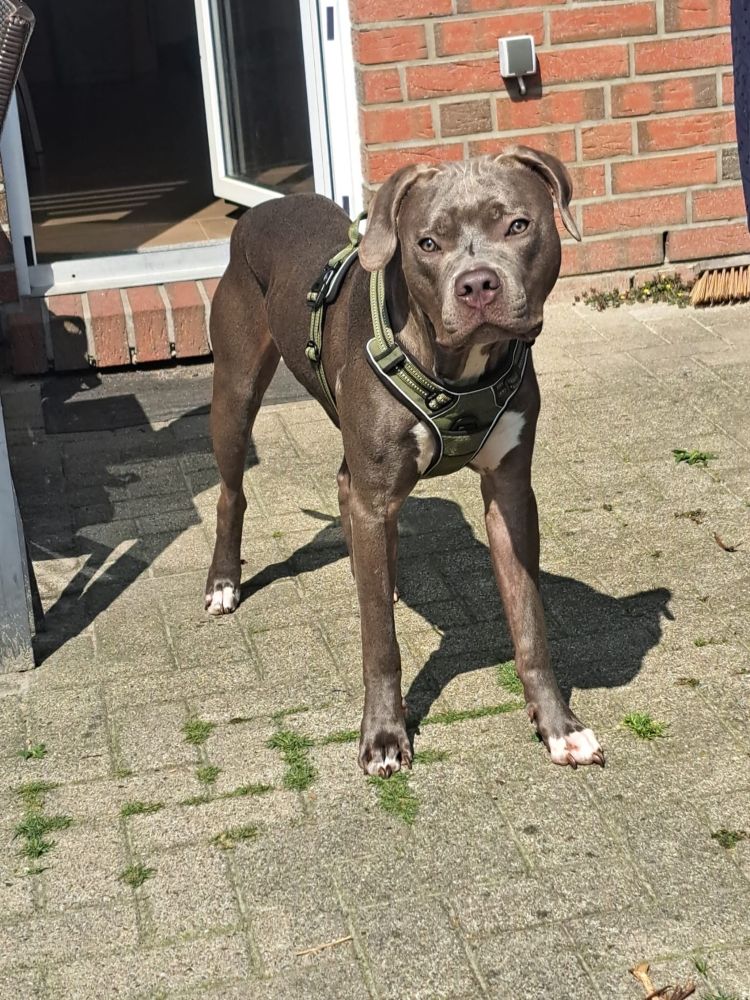 Ein großer Hund steht auf einer gepflasterten Terrasse vor einer offenen Tür. Der Hund hat ein kurzes, graues Fell mit weißen Abzeichen an der Brust und an mehreren Pfoten. Er trägt ein olivgrünes Brustgeschirr. Im Hintergrund sieht man eine rote Backsteinwand, einen kleinen Besen und die teilweise geöffnete Tür ins Haus. Die Sonne scheint, der Hund wirft einen deutlichen Schatten auf den Boden und blickt geradeaus in Richtung Kamera.