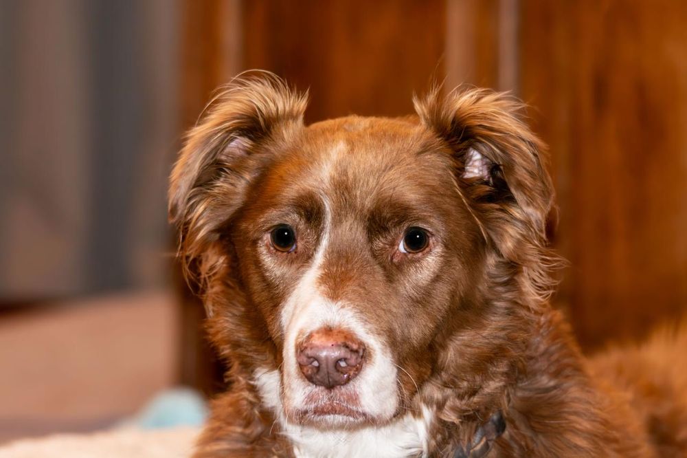 Hundeporträt mit braunem, leicht lockigem Fell und weißer Zeichnung im Gesicht. Die Ohren sind leicht abstehend und das Tier blickt aufmerksam in die Kamera. Im Hintergrund sind unscharfe, warme Holztöne zu erkennen.