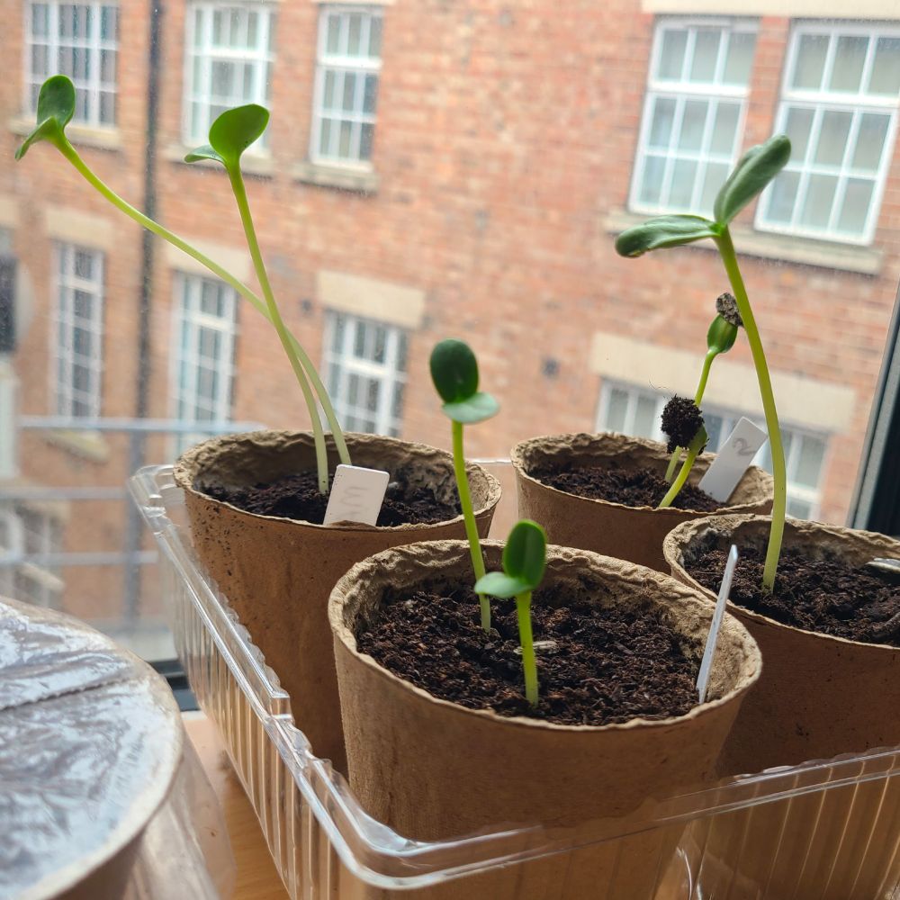 The first green shoots.