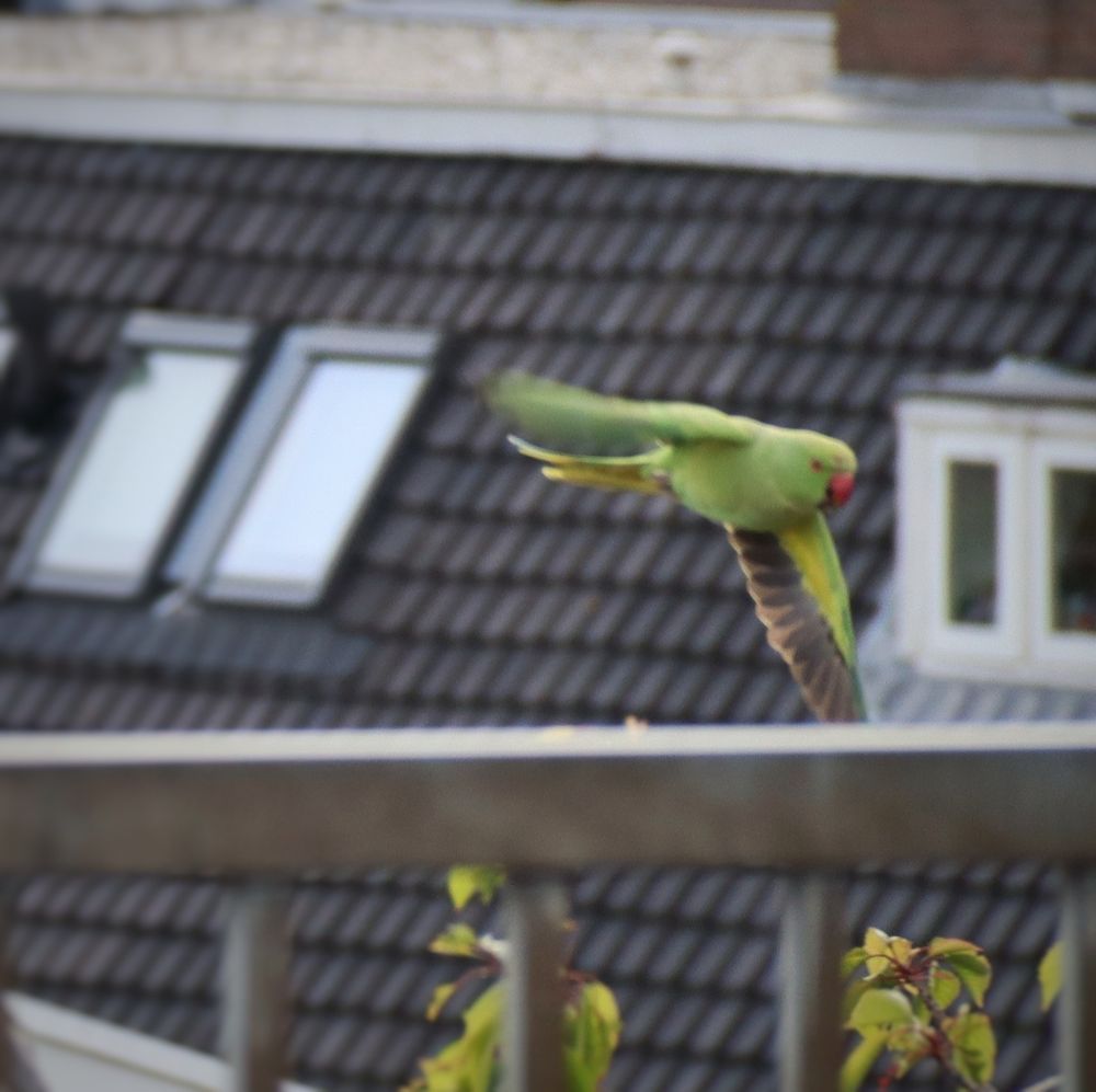 parakeet