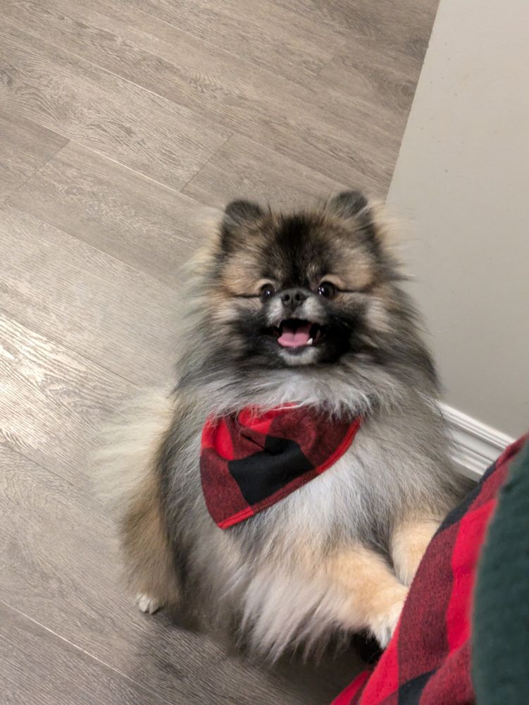 Cute Pomeranian dog with an Ascot on