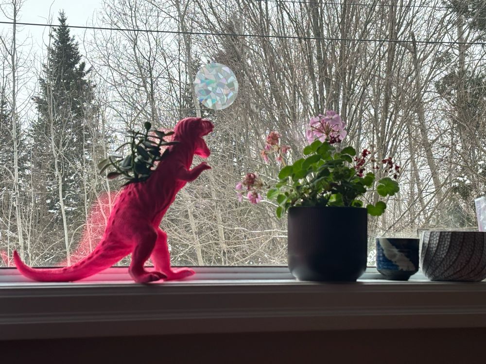 Bedroom window ledge showing a Child’s toy dinosaur figurine turned into a plant pot, and a geranium blooming in the winter   