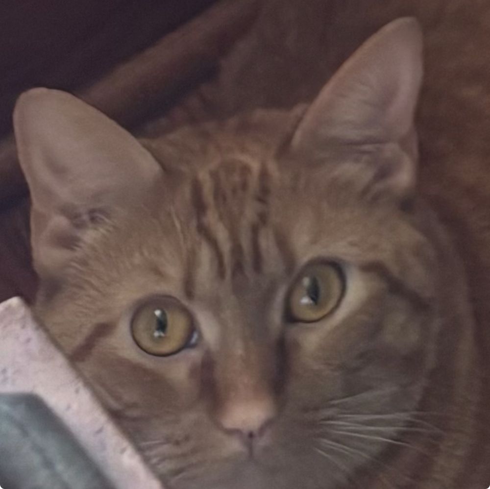closeup of the orange cat staring directly at the viewer
