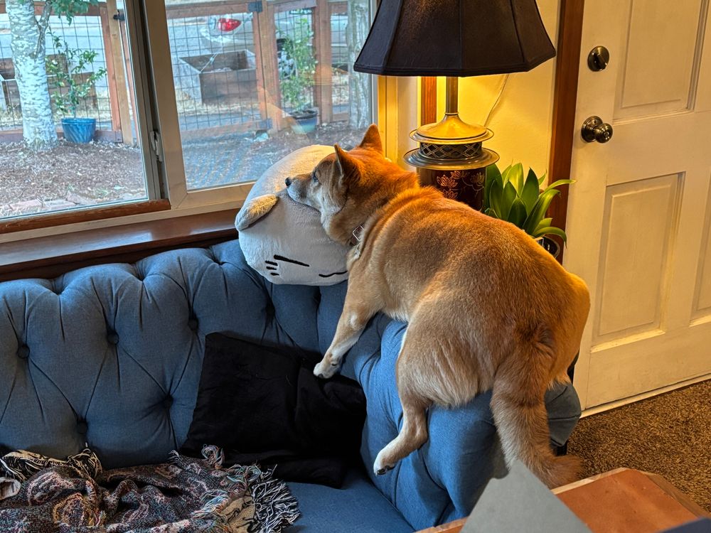 A Shiba Inu perches on the arm of a couch. His head rests on a cat shaped pillow, while all four legs dangle from the edge of the couch arm. He’s looking out the window. It looks very silly. 