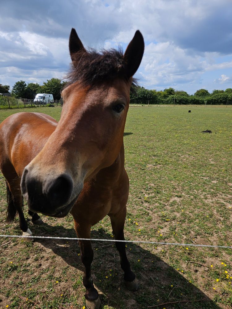 A close up picture of a reddish brown horse standing on a sparse grassy field.