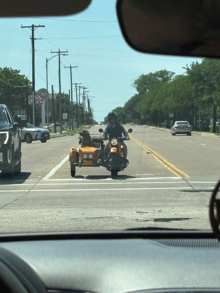 Man driving an orange motorcycle with a side car. A curly fluffy dog is in the sidecar.