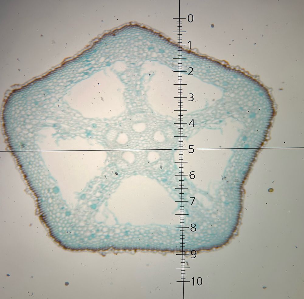 A cross-section slide of an Equisetum rhizome at 40x magnification.