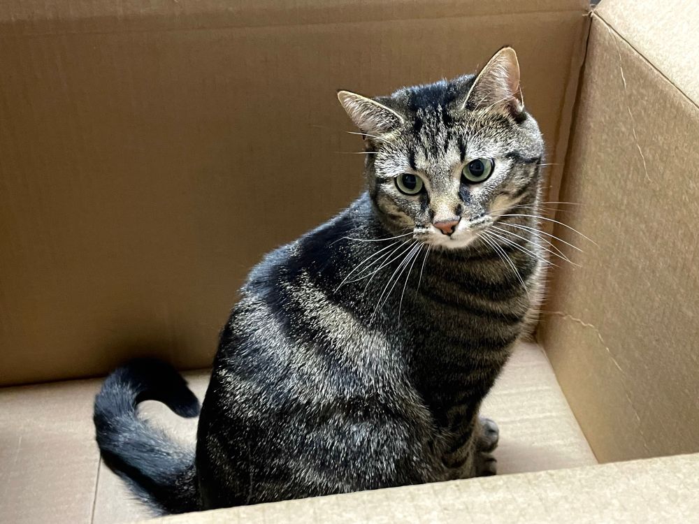 a brown tabby cat sitting in a large cardboard box.