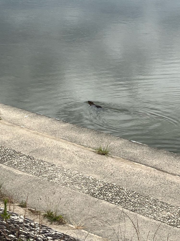 川を泳いでいるヌートリアの写真。顔と背中の一部だけが水面に出ている。