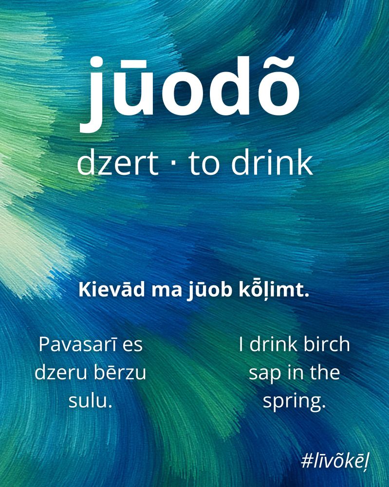 At the top of the image is the Livonian word "jūodõ". Below it are its Latvian translation "dzert" and its English translation "to drink".

In the middle of the image is an example sentence using the word in Livonian: Kievād ma jūob kȭļimt.

Below the Livonian sentence on the left is its Latvian translation: Pavasarī es dzeru bērzu sulu.

Below the Livonian sentence on the right is its English translation: I drink birch sap in the spring.

On the bottom right is the hashtag: #līvõkēļ