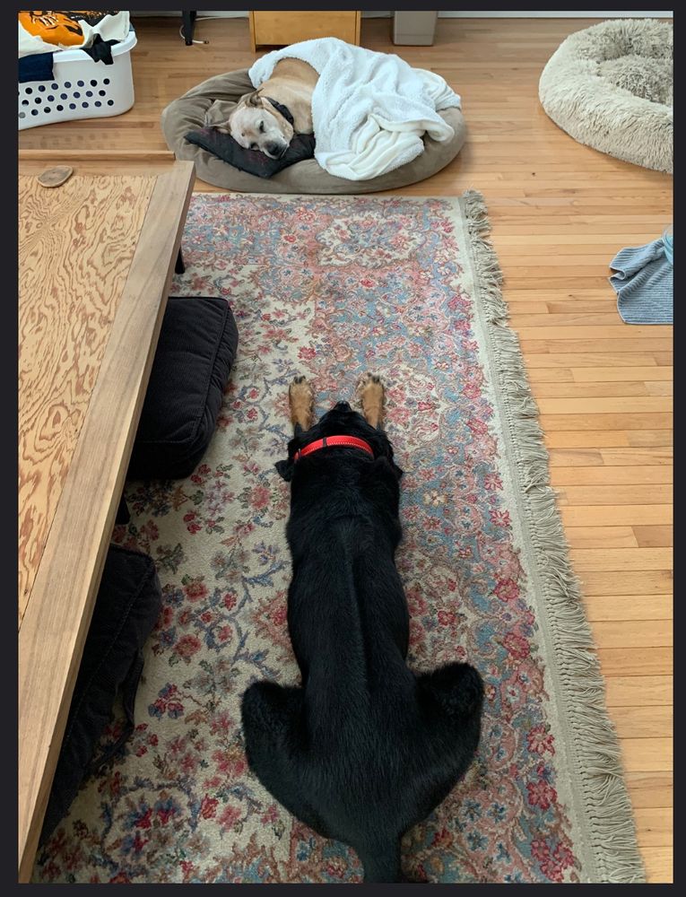 Praline prone on the rug watches over Newton in his last days. She is a black Gordon Setter mix, with her ridge clear on her back. He is curled up and sleeping in his favorite bed, covered with his head resting on a pillow, sleeping.