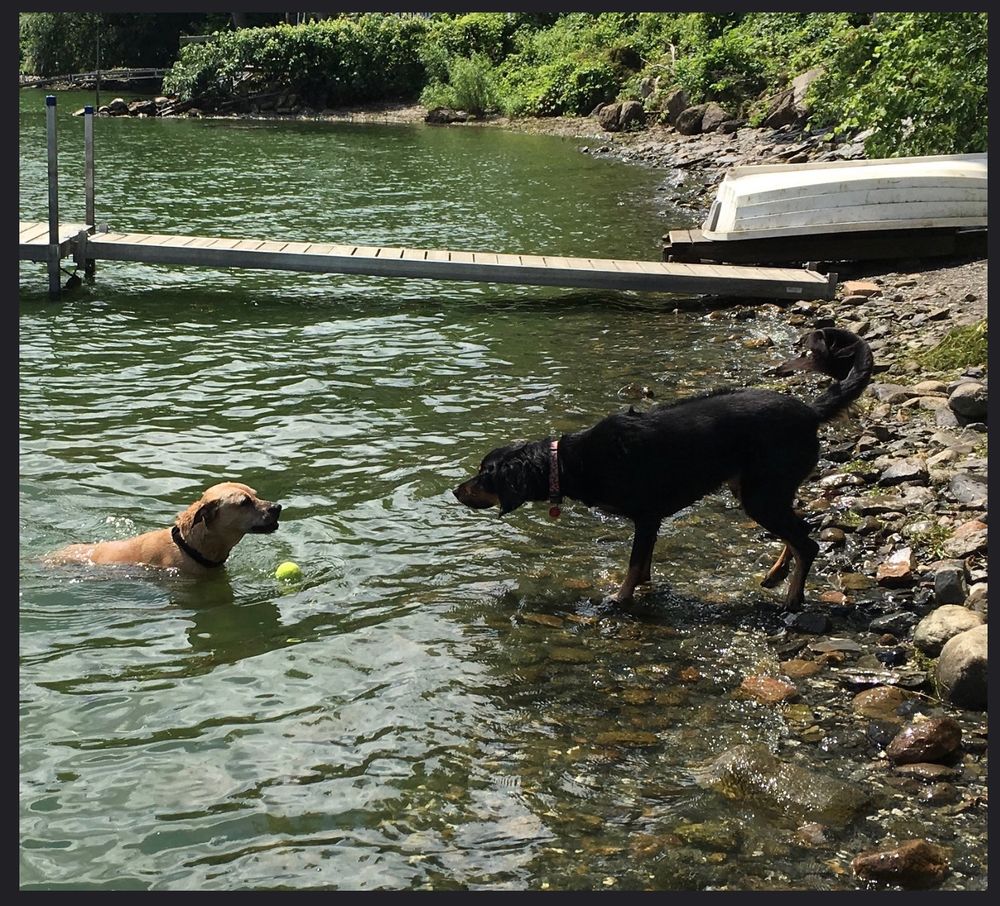 Newton, my precious boy, a brown pit mix in Lake Champlain with a ball. Praline, my sweet baby who never had any truck with water, is on the shore, trying to explain to him that it is not safe!