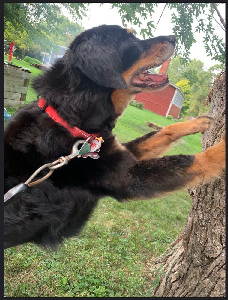 Praline, my sweet baby, a Gordon Setter mix, with her front paws up on a tree, in which she has spotted a critter and strains against her tether to reach it.