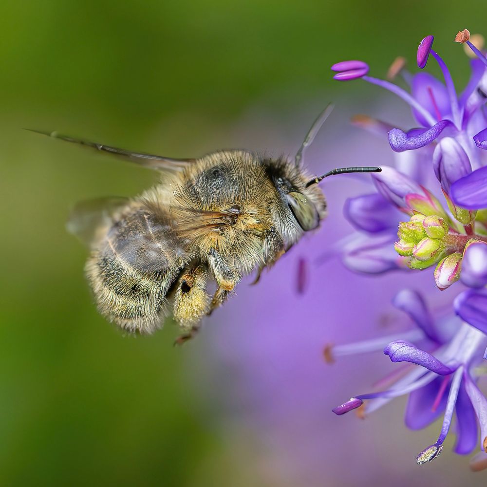 Green eyed bee flying to a blue flower