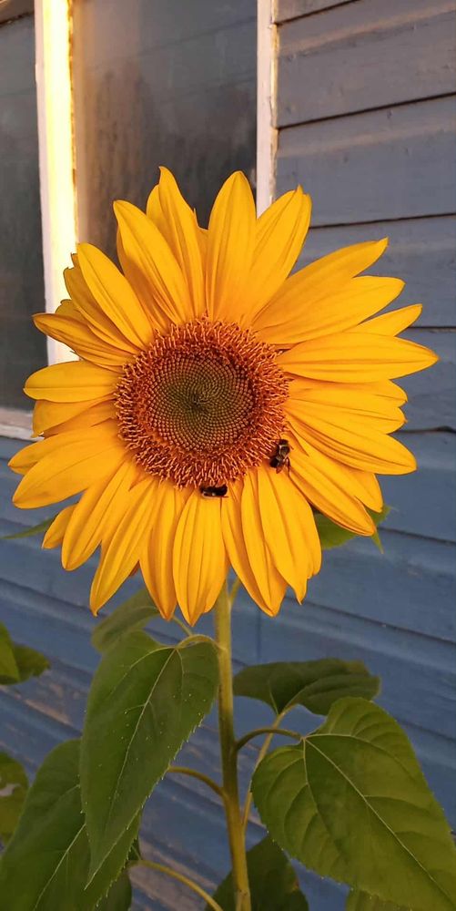 Face au soleil tout juste levant, un tournesol pleinement éclos accueille deux bourdons à la frontière des pétales et de la corolle. 

Photographier le au levé di soleil à temiscouata-sur-lac (secteur cabano)