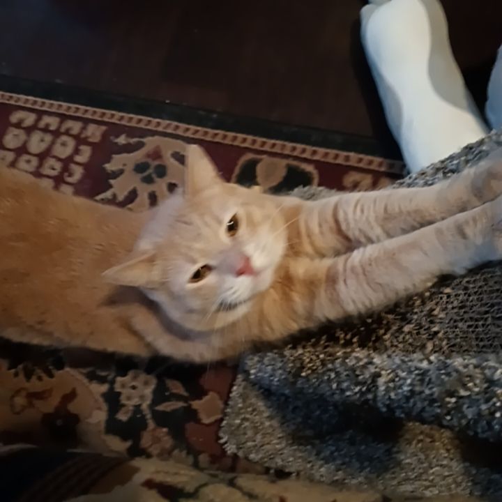 Helios scratches his cat scratching post with a scrunched up face 