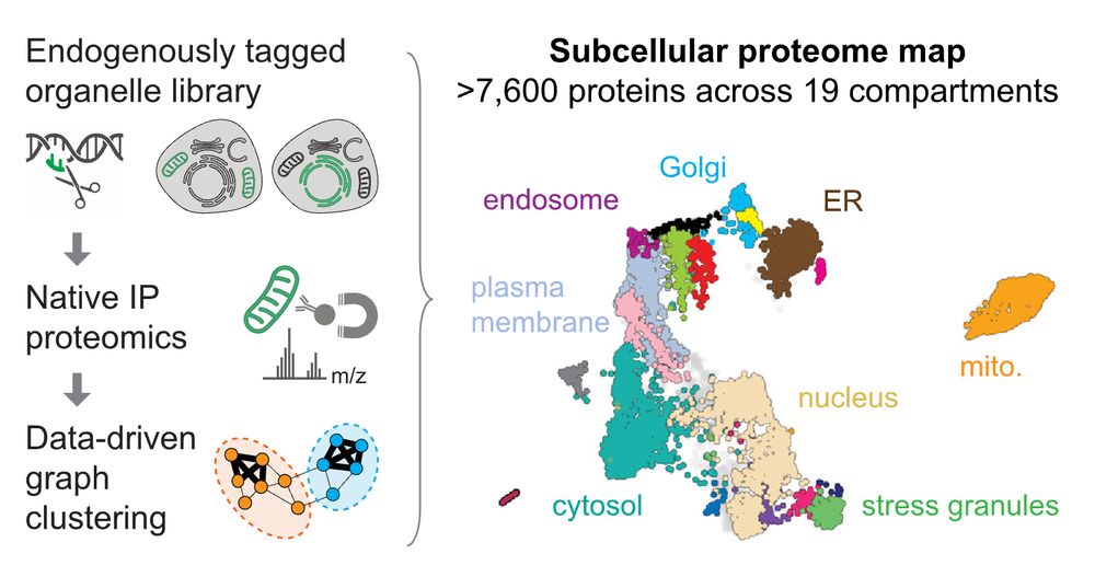 Graphical abstract of the Organelle Profiling paper, showing the workflow:
Endogenously tagged organelle library;
Native IP proteomics;
Data-driven graph clustering;
resulting in a subcellular proteome map with
more than 7,600 proteins localized across 19 subcellular compartments.