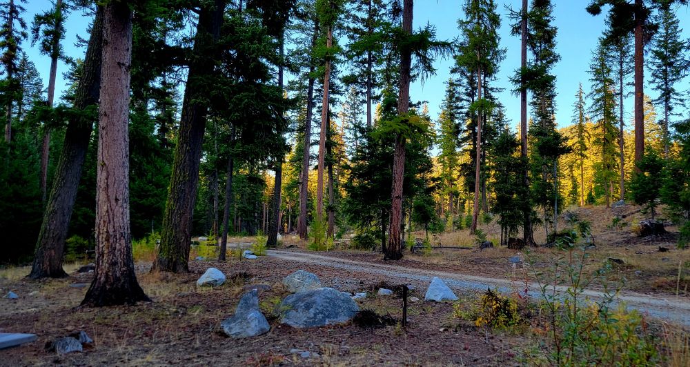 Photo of a forest campground with a dirt road running through it