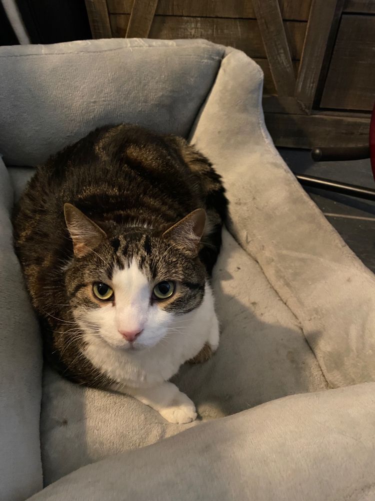 green eyed cat looking cute in his cat bed