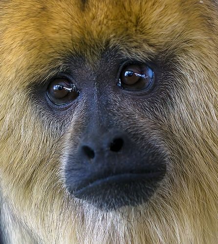 Sad yellow howler monkey's face. Aw.