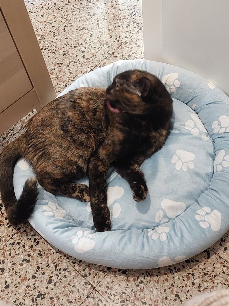 Cat goes mlem