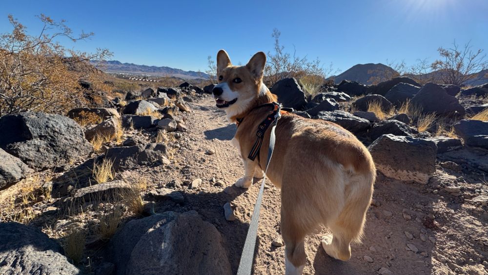 Corgi on a desert path lined with large rocks, under a bright blue sunny sky. 