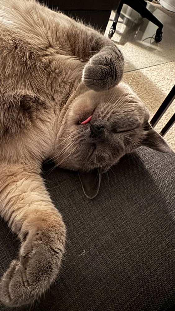 Cat sleeping with tongue out