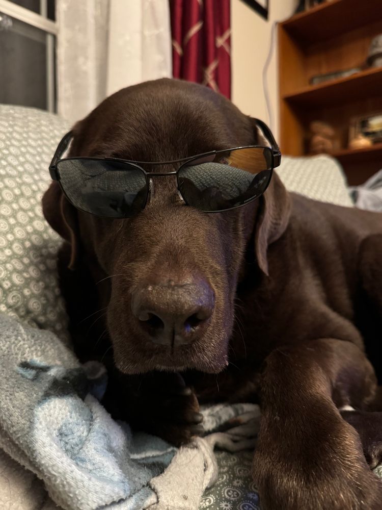 chocolate lab looking very cool wearing sunglasses at night 