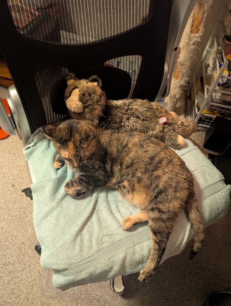 Photo of Nani the torbie cat laying next to a similar looking stuffed animal on my office chair.