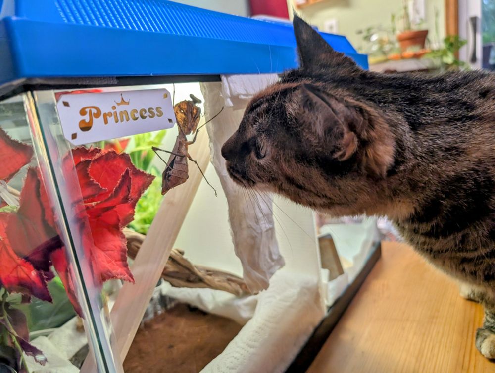 Nani the torbie cat peering into a terrarium with a brown leaf mimicking mantis named Princess looking back at her.