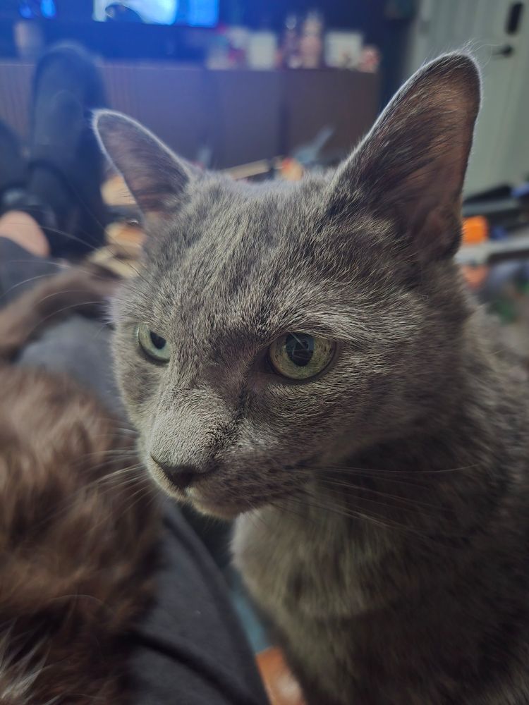 Odin a gray cat looking cute at the camera