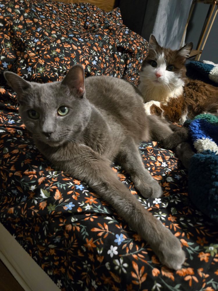 Odin a gray cat and Jun a black and white cat laying together on the bed