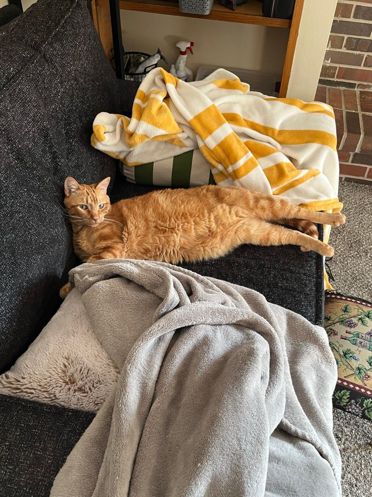 A big orange cat is laying on a black chair in a stretched position. His hind legs are sticking out straight and his tummy is exposed. He is looking at the camera with half-lidded green eyes. He is surrounded by pillows and blankets, the blankets strewn to cover the arms of the couch