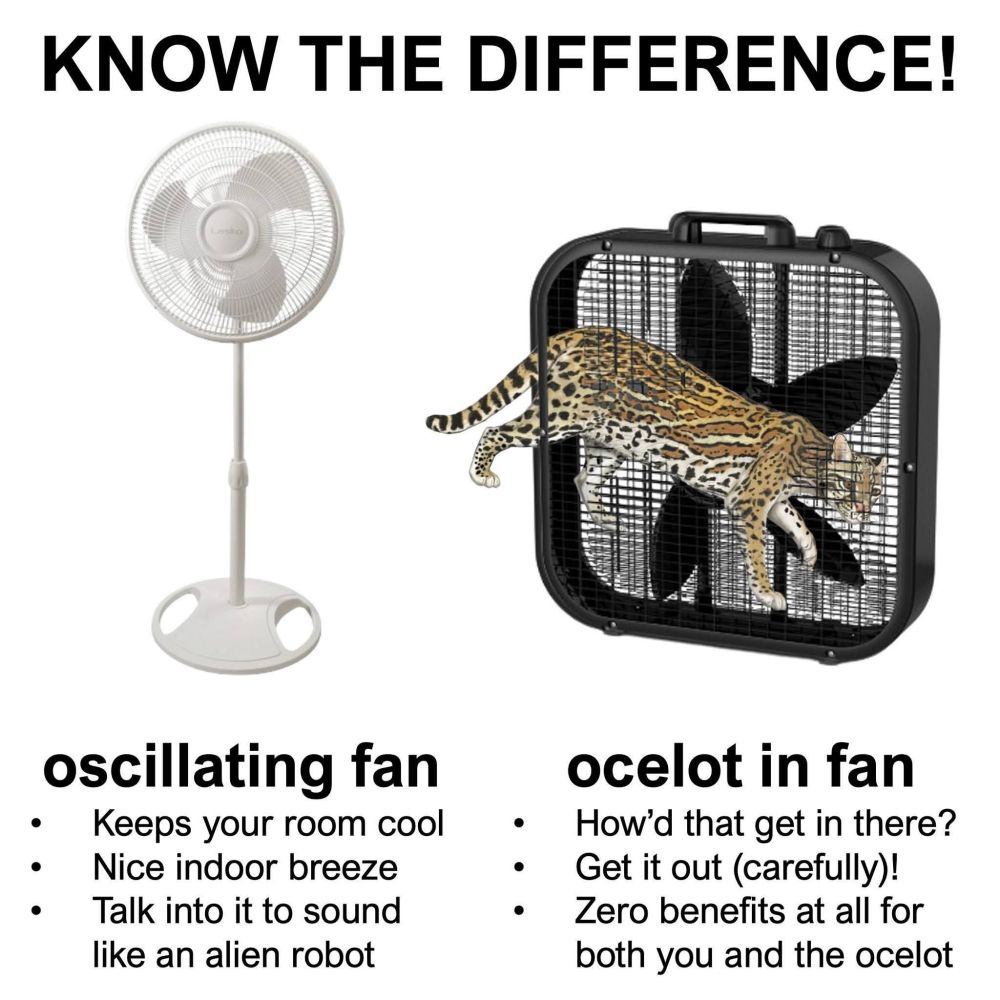 Oscillating Fan v. Ocelot In Fan