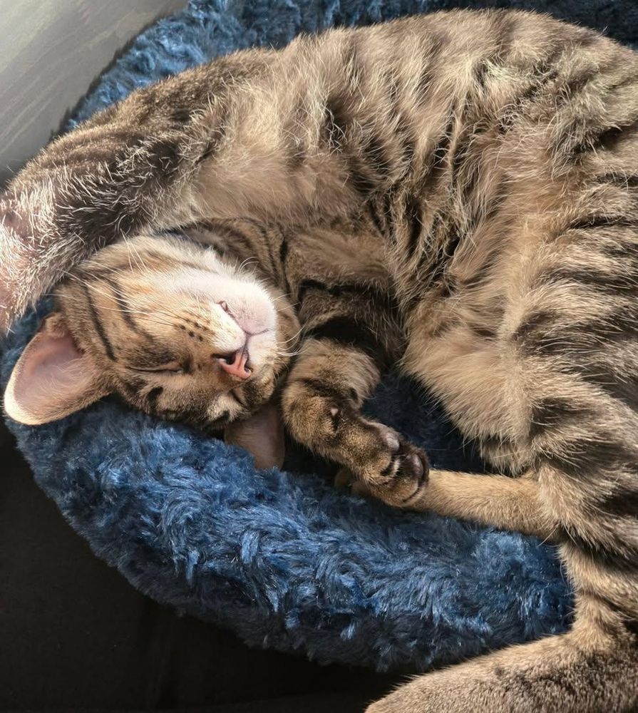 Photo of a brown striped tabby cat, sprawled belly up on a blue cat bed. He's dead asleep.