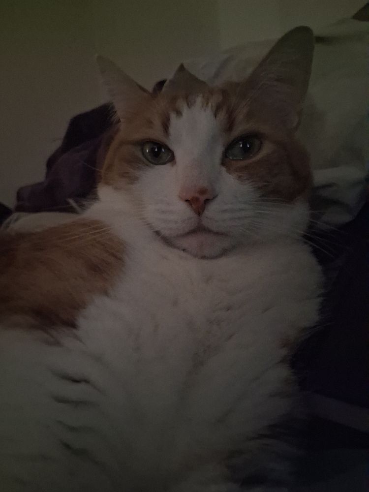 Dim light photo of a cat with orange and white fur, and a pale nose with pink freckles 