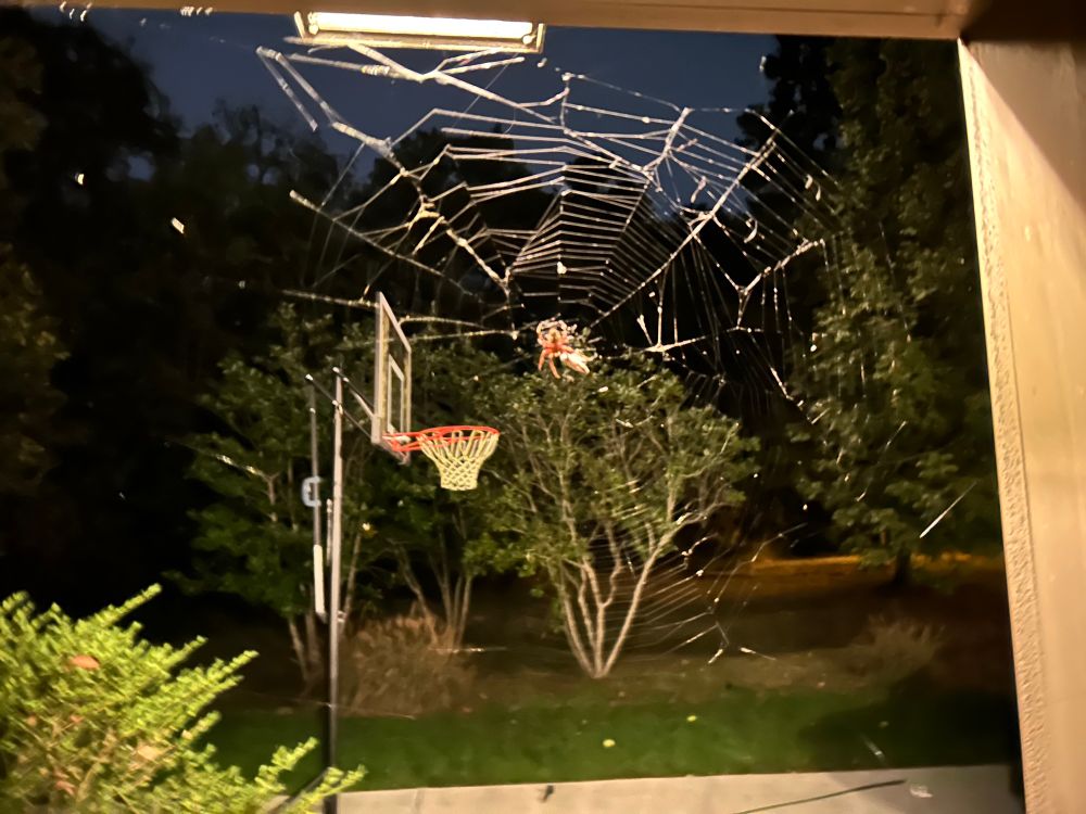 Giant-ass spider in my doorway.