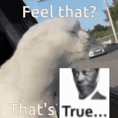 a white dog is looking out of a car window next to a picture of a man .