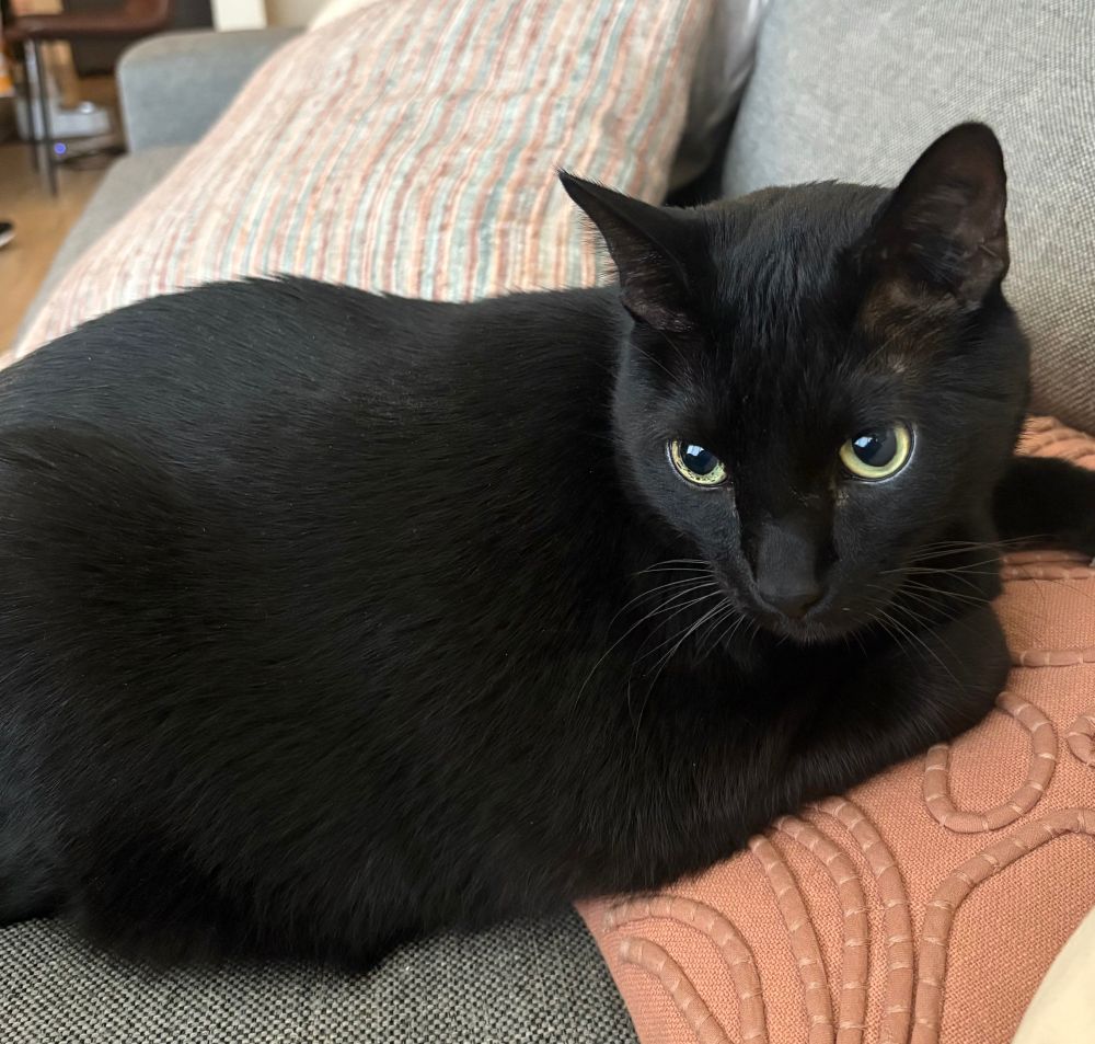 Larry on some pillows looking like a baby