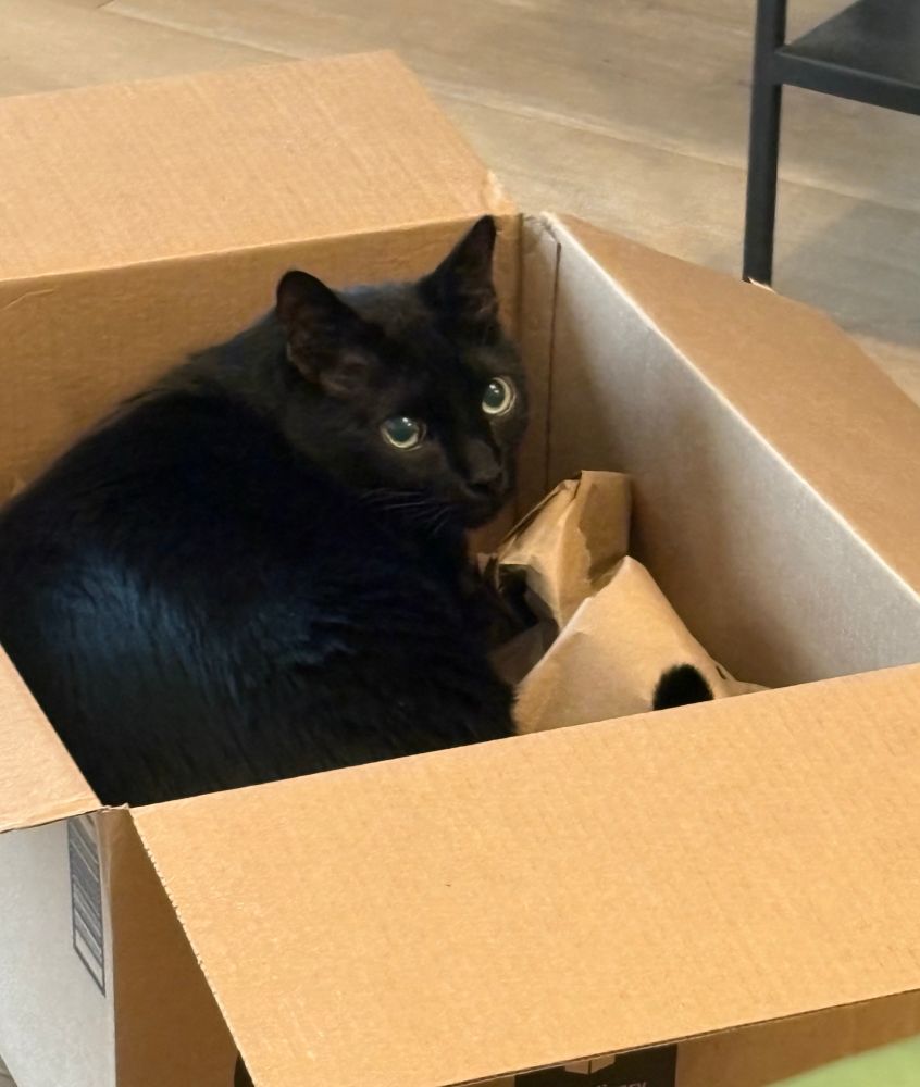 my black cat Larry in a box 