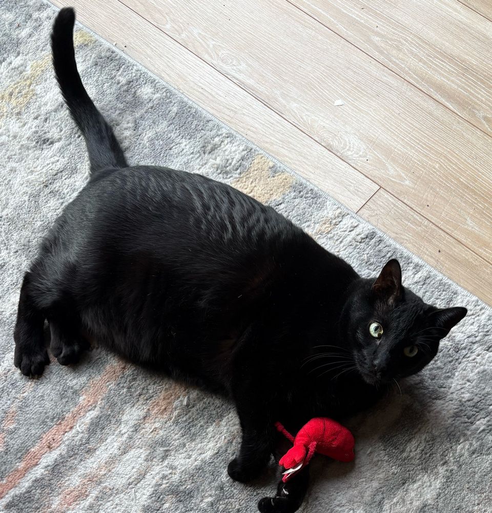 my chonky black cat Larry and his beloved shrimp toy
