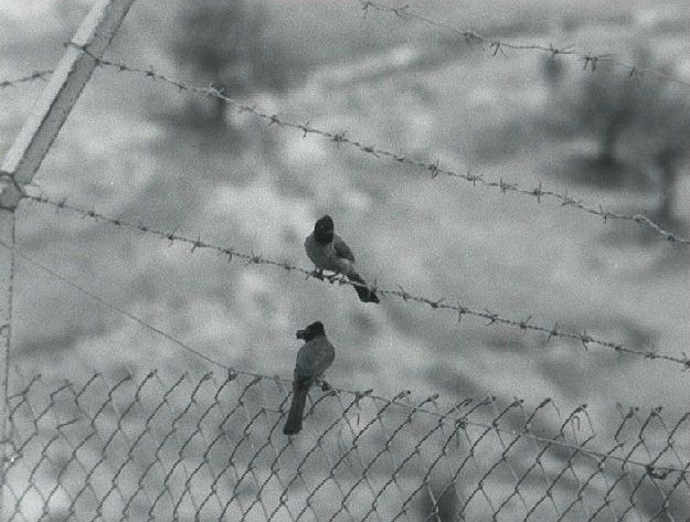 Photograph of a wired fence against a backdrop of an overcast sky. Above and parallel to the fence runs two lines of barbed wires. Two birds sit on the wire, one on the fence and the other on the first barbed wire just above.